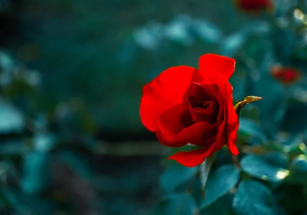 红玫瑰花在自然模糊的绿色背景上紧密相连 有复制空间 玫瑰花蕾 情人节 — 图库照片