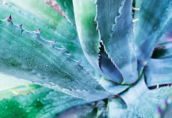 Gros Plan Agave Cactus Avec Mise Point Sélective Fond Floral — Photo