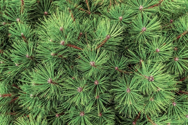 Green Branches Pine Spruce Close Top View Natural Background Copy — Stock Photo, Image