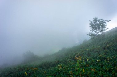 Kafkasya dağlarında, sisli dağ manzarası, bulutlu Aibga tepesi.