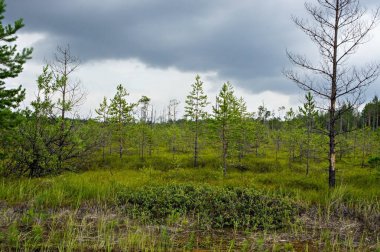 Bulutlu gökyüzünün arka planında genç yeşil çam ağaçları. Yeniden ağaçlandırma, ekoloji, manzara.