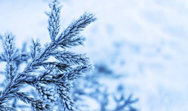 Buzlu çam veya ladin dallı kış arkaplanı, noel tebrik kartı, yazı için yer, doğal kar arka planı