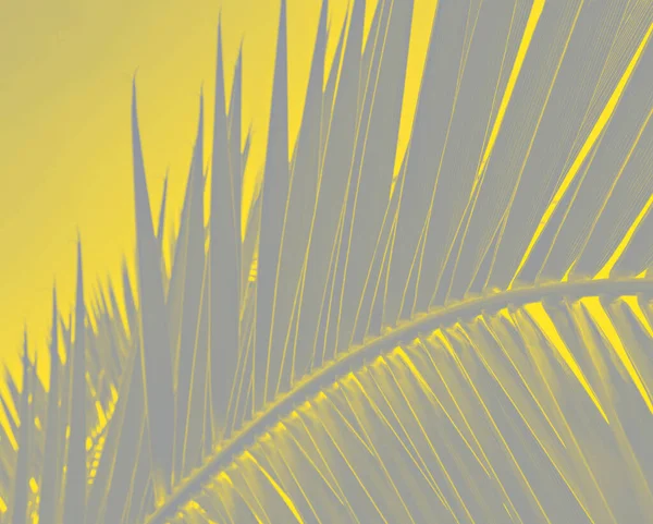 Çiçekli tropikal arka plan, palmiye yaprağı 2021 modasına uygun yeni renkler. Aydınlatıcı sarı ve nihai gri. Yakın plan, Yılın Rengi 2021, soyut, kopyalama alanı
