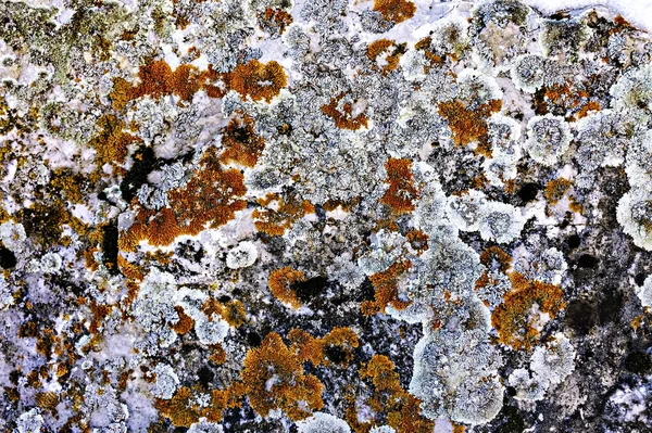 Superficie Piedra Está Cubierta Con Líquenes Multicolores Musgo Fondo Textural —  Fotos de Stock