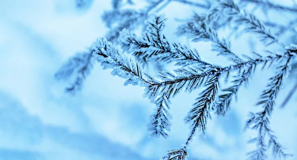 霜降り松やトウヒ小枝 クリスマスグリーティングカード コピースペース 自然雪の背景と冬の背景 — ストック写真