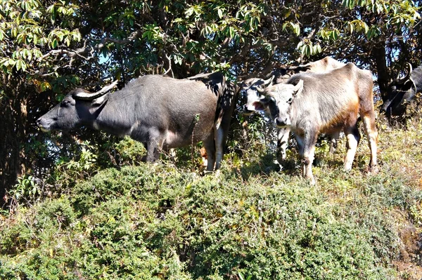 Grupo Iaques Entre Vegetação Verde Das Montanhas Nepal Dois Iaques — Fotografia de Stock