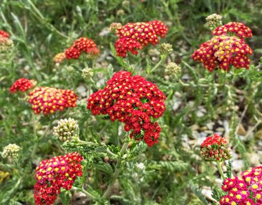 Yeşil otların arka planında çiçek açan kırmızı kiraz çiçekleri. Çiçek baharı ya da yaz arkaplanı, fotokopi alanı, Achillea Millefolium. bahçe bitkileri