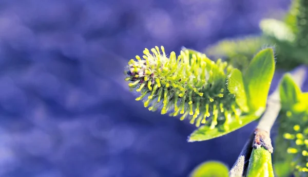 Fluffy Green Willow Bud Close Blurred Purple Violet Background Selective — Stock Photo, Image