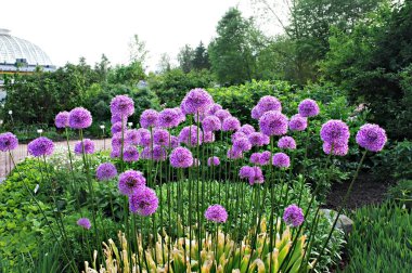 İlkbaharda Helsinki Botanik Bahçesinde açan mor dev soğan çiçekleri, Allium giganteum, mor pembe çiçekler, ilkbahar zamanı