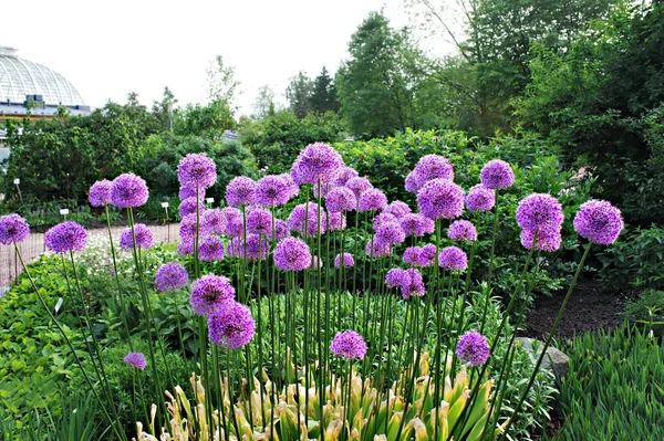 Lila Jättelöksblommor Blommar Helsingfors Botaniska Trädgård Våren Allium Giganteum Lila — Stockfoto