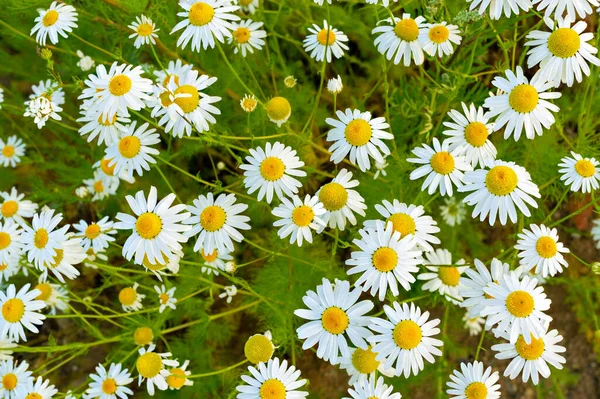 Floral Background Chamomile Flowers Green Grass Top View Spring Concept — Stock Photo, Image