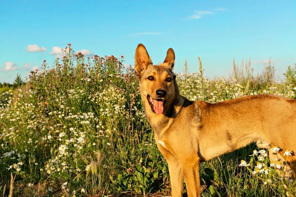 Kızıl Bir Köpeğin Portresi Yazın Çiçek Çayırında Yürüyen Bir Dille — Stok fotoğraf