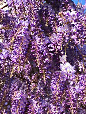 Evin arka planında büyüyen bahar çiçekli mor salkımlar, çiçek açan bitkiler, yakın plan çiçekler.