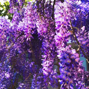 Evin arka planında büyüyen bahar çiçekli mor salkımlar, çiçek açan bitkiler, yakın plan çiçekler.