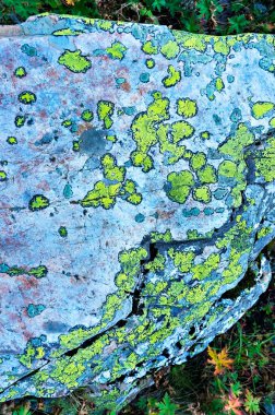 Taşın yüzeyi sarı yeşil lichens ve yosun ile kaplıdır. Kopya alanı ile doğal soyut dokusal arkaplan