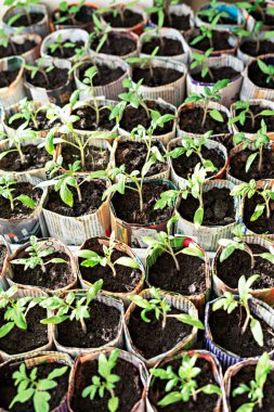 Eldeki domates ve biber tohumları penceredeki eski gazetelerden kağıt bardaklar, bitki yetiştirme ve geliştirme, sebze yetiştirme, ekolojik kavram, çevre dostu, sıfır atık, bahçıvanlık, filizlenme