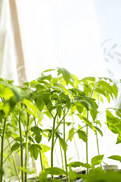 Pencerede domates tohumları, bitkilerin büyüme ve gelişimi, sebze yetiştirme, ekolojik organik bahçeler, filizler, fotokopi alanı