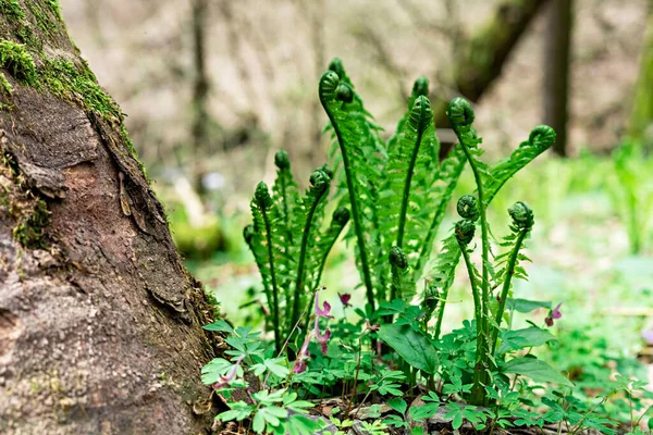 Young sprouts of spiral eagle fern in spring forest — Stock Photo, Image