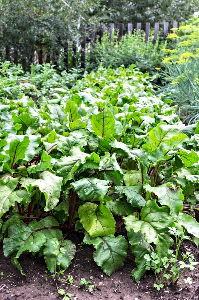 Vegetabilisk Trädgård Med Öppen Mark Såbädd Frodigt Växande Betor Röda — Stockfoto