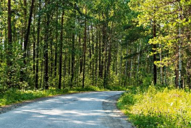 Bahar mevsiminde asfalt yolu güneş ışığında, yemyeşil yapraklı ağaçlar.