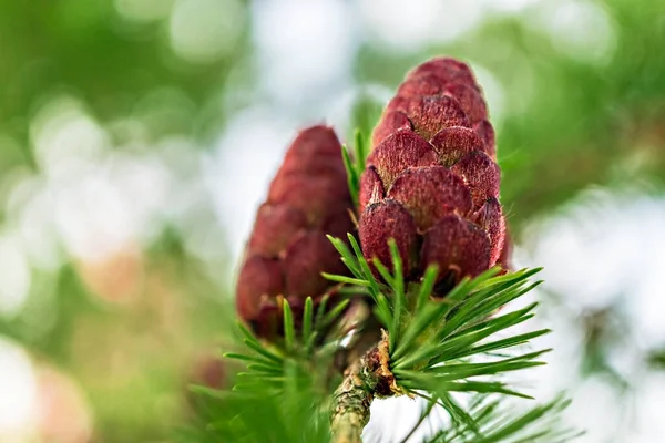 Pequenos jovens cones larício vermelho fechar-se no fundo verde turvo, crescimento da planta primavera — Fotografia de Stock