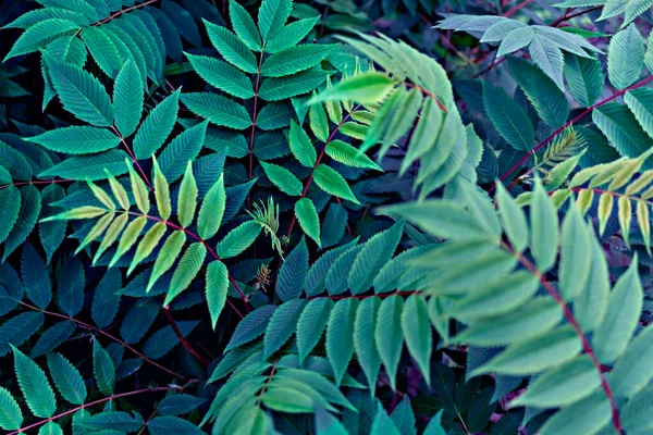 Plant background with blue green leaves of rowan twigs close-up — Stock Photo, Image