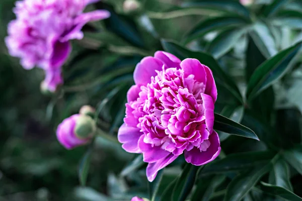 粉红牡丹花关闭 开花的灌木在花园 植物性牡丹 — 图库照片