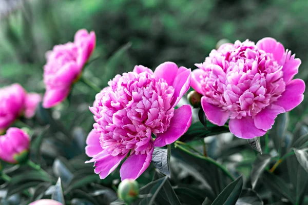 粉红的牡丹关闭 开花的灌木在花园 植物性的牡丹 牡丹花 图库图片