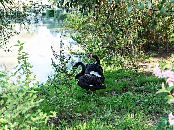 Пара Черных Лебедей Гуляющих Зеленой Траве Озера Брачный Сезон Романтика — стоковое фото