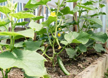 Serada yetişen genç salatalıklar, organik tarım, çiftlik, hasat, bahçıvanlık.