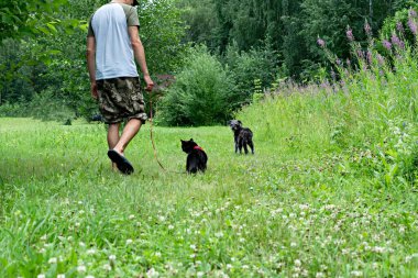 Kırmızı koşumlu siyah kedi tasmalı, yeşil çimlerde gri tüylü köpek, dostluk evcil hayvan sevgisi ve özenle yürüyen şapkalı genç adamın arka görüntüsü.