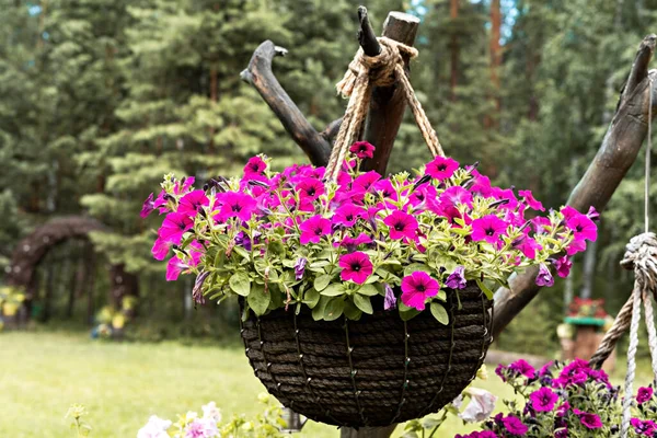 Rosa petunia blommor i hängande hemmagjord kruka på gamla hake närbild i sommar trädgård, botanik trädgårdsskötsel hobby ekodesign koncept — Stockfoto