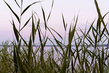Pembe gökyüzünün arka planında Reed otları gün batımında güzellik doğada botanik güzellik