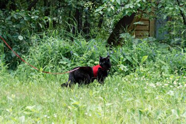 Kırmızı kayışlı kara kedi bahçede yeşil çimlerde yürüyor sevgi ve ilgi, açık hava hayvan teması