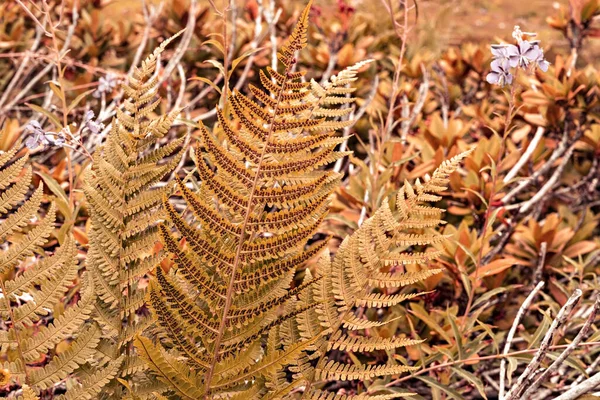 Plant Autumn Background Dry Fern Leaves Close Copy Space Ginger — Stock Photo, Image