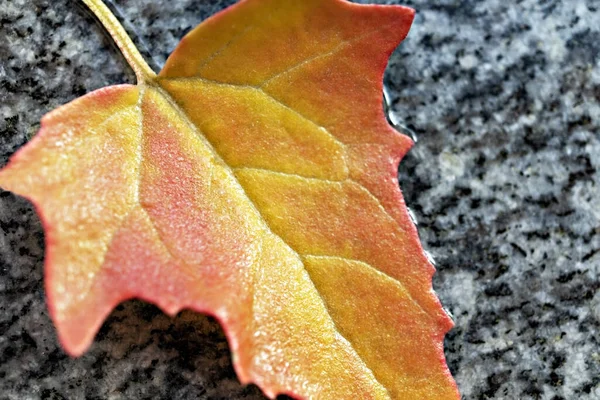 Fallen Autumn Yellow Orange Red Wet Leaf Close Gray Stone — Stock Photo, Image