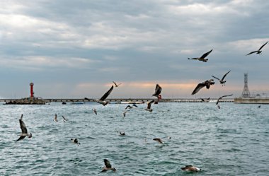 Denizin üzerinde turlayan martıları olan deniz manzarası, kırmızı deniz feneri ve bulutlu yağmur gökyüzü, kopyalama alanı doğal arka plan, kuş sürüsü seçici odak noktası