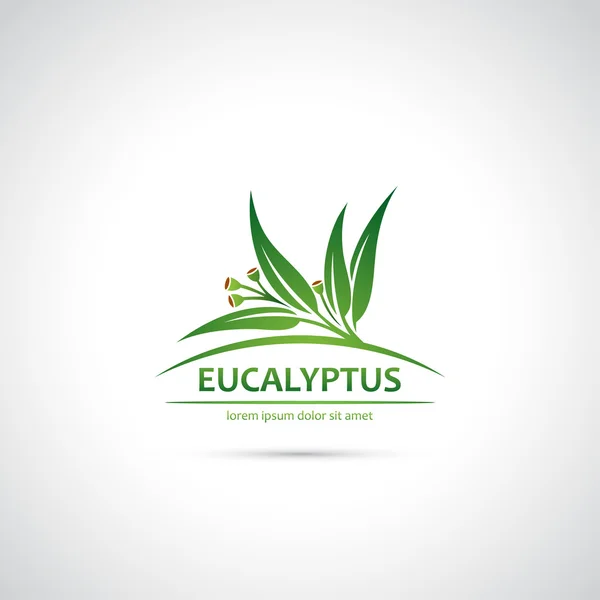 Okaliptüs yaprakları ve meyve