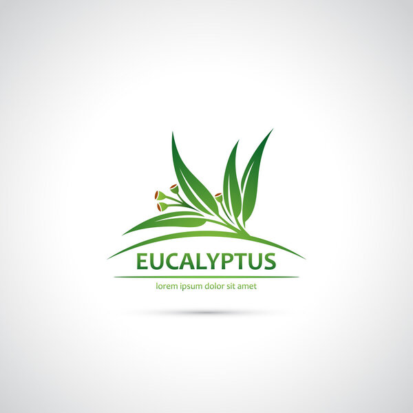 Eukalyptusblätter und Früchte — Stockvektor