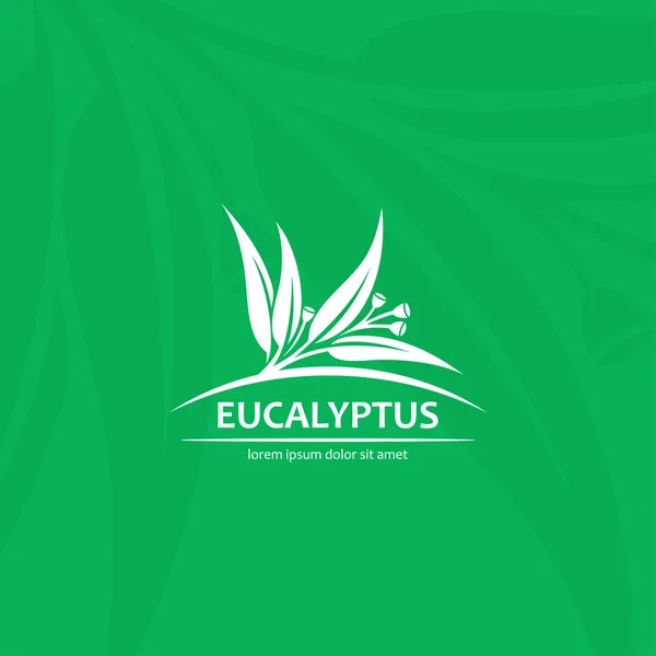 Folhas e frutos de eucalipto — Vetor de Stock