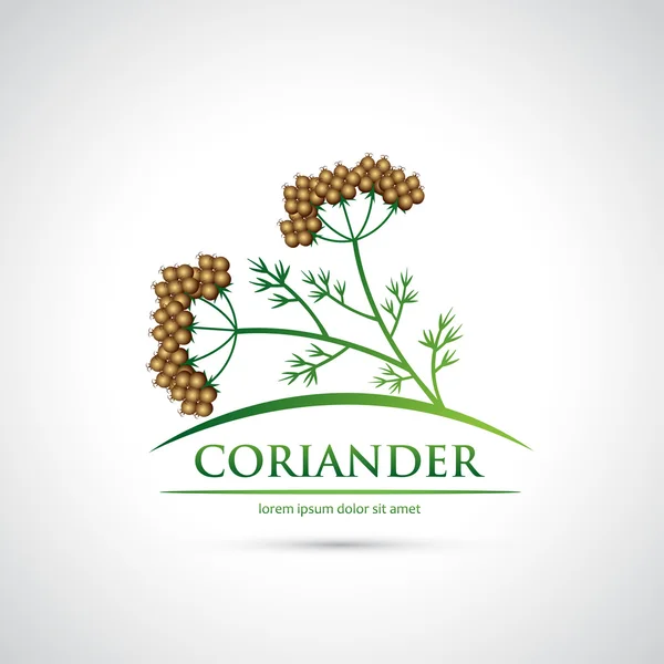 Coriander herb symbol — Stock Vector