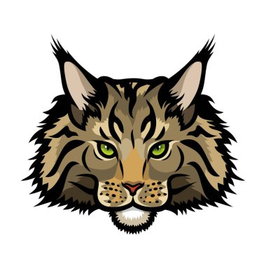 Maine Rakun Cins Kedisinin vektör çizimi