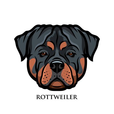 Rottweiler cinsi köpek kafasının vektör çizimi