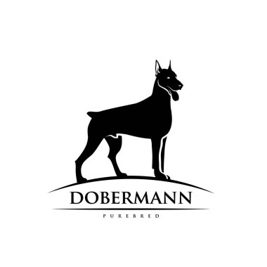 Doberman köpeği, vektör çizimi beyaz arkaplanda izole edildi