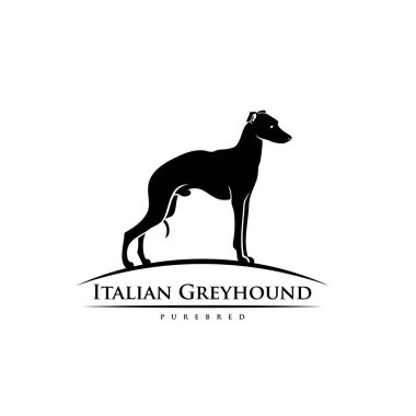 İtalyan tazı köpeği, vektör illüstrasyonu beyaz arkaplanda izole edildi