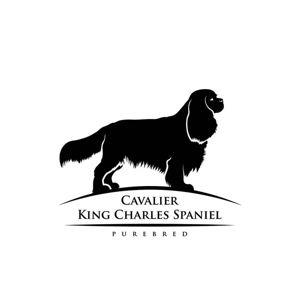 Cavalier King Charles Spaniel Dog Vector Illustration Isolated White Background — Stock Vector