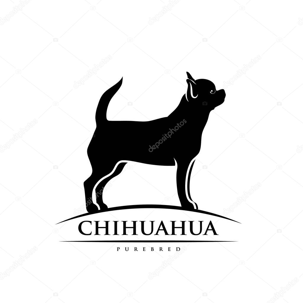 Chihuahua dog, vector illustration isolated on white background