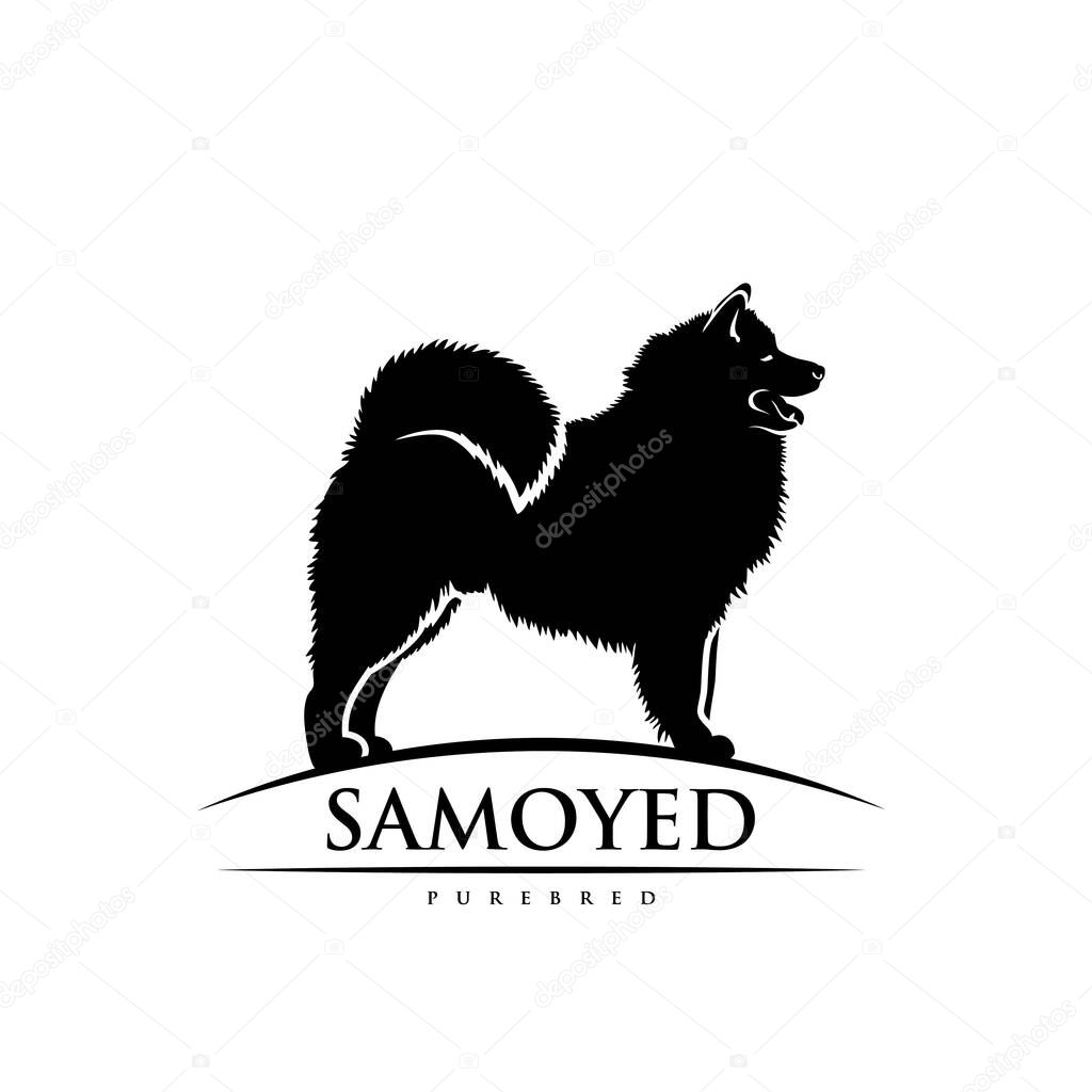 Samoyed dog, vector illustration isolated on white background