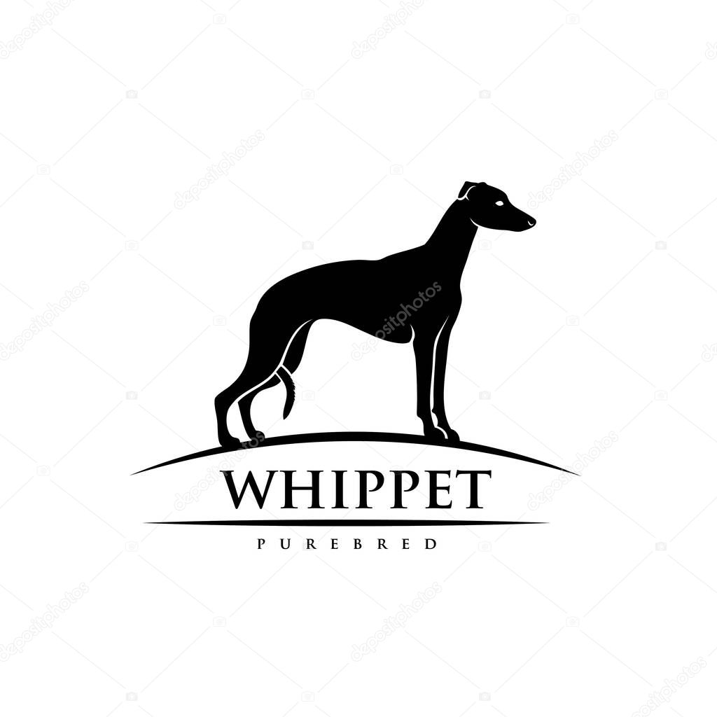 Whippet dog, vector illustration isolated on white background