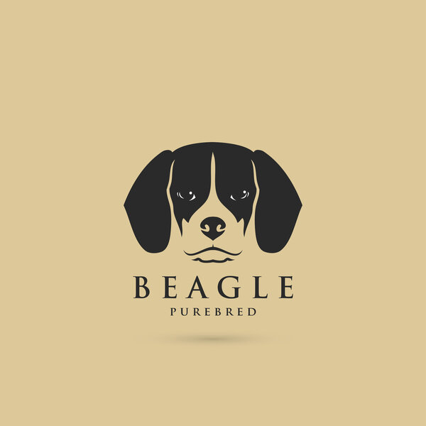 Beagle dog